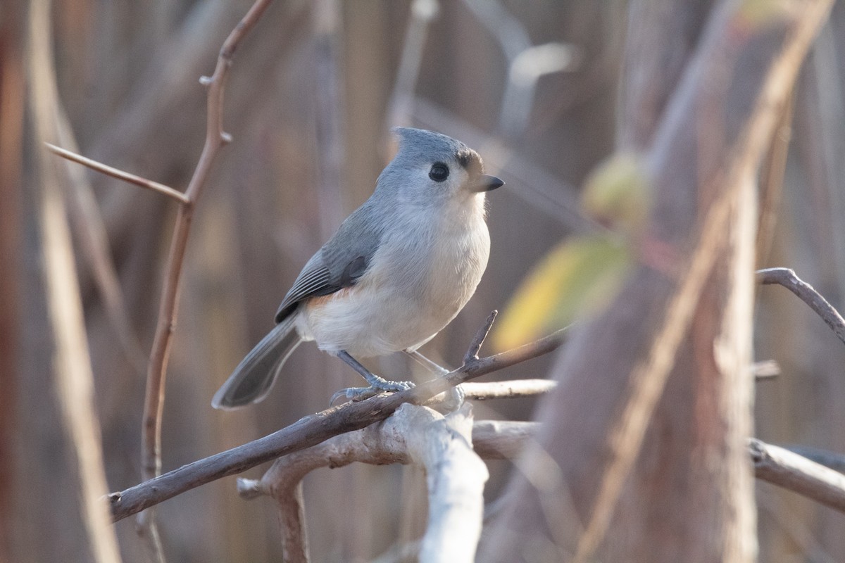 Tufted Titmouse - ML608629800