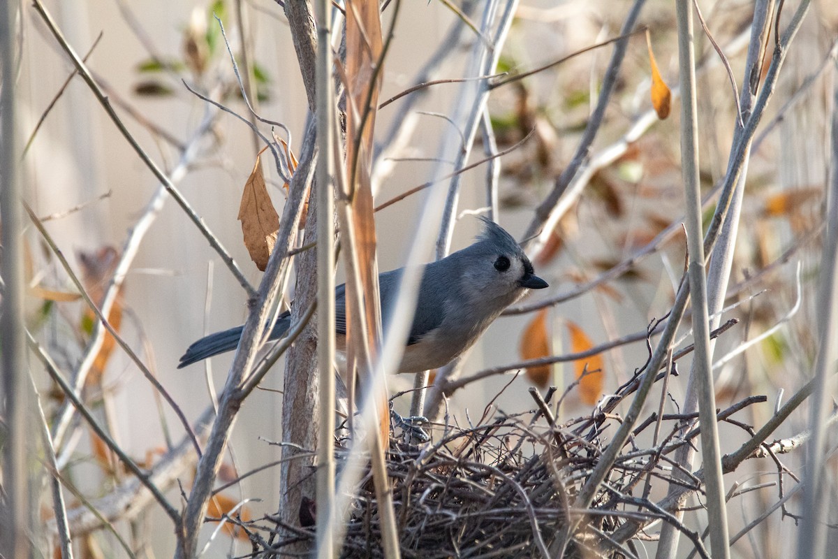 Tufted Titmouse - ML608629801