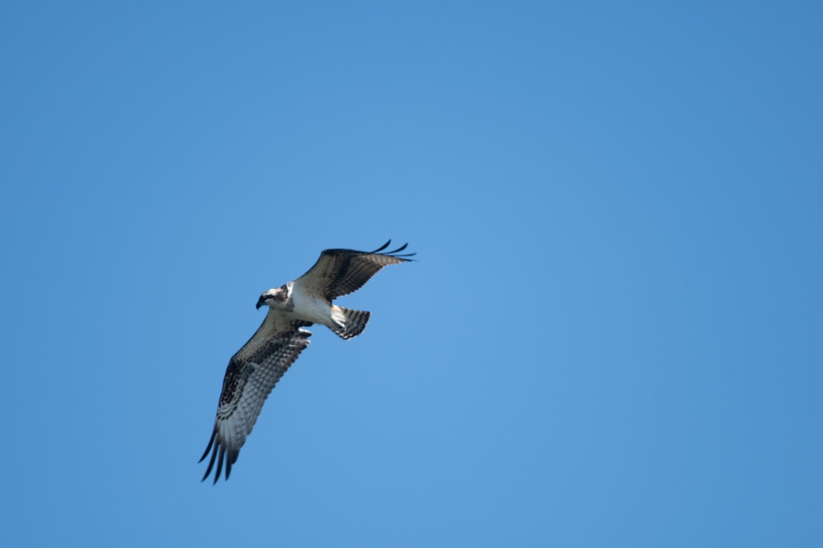 Águila Pescadora - ML608629828