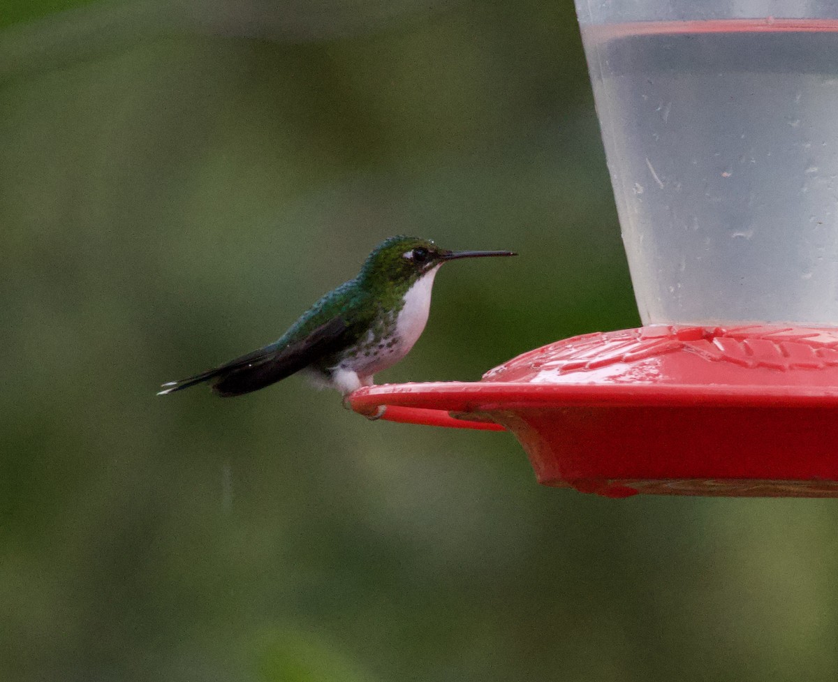 Colibrí de Raquetas Faldiblanco - ML608629839