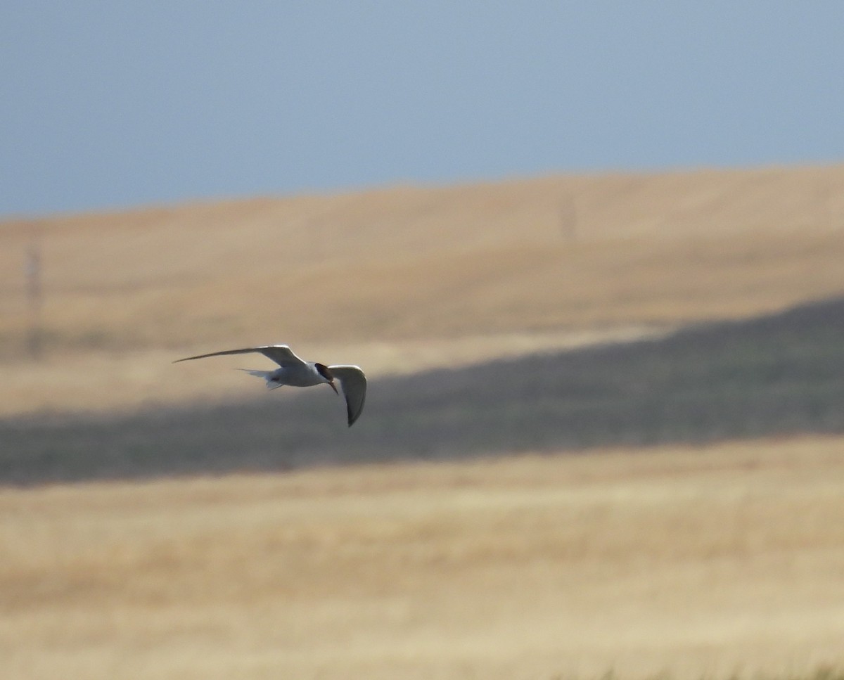 Common Tern - ML608629848