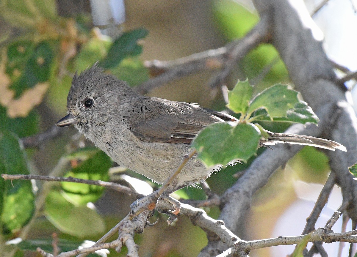 Oak Titmouse - ML608629859