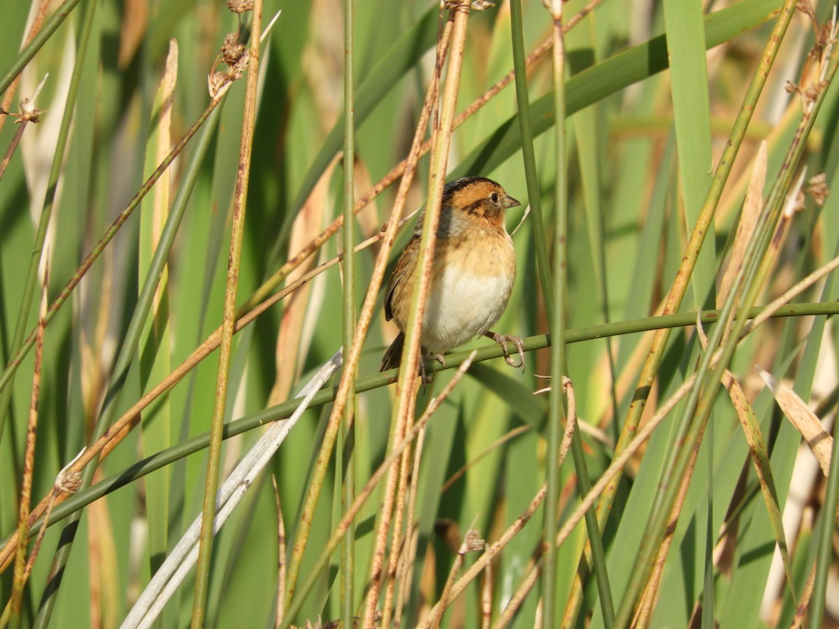 Nelson's Sparrow - ML608629970