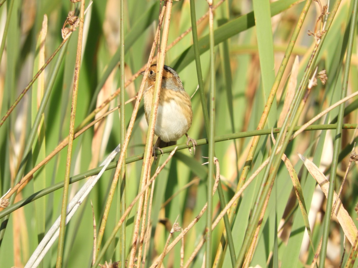 Nelson's Sparrow - ML608629972