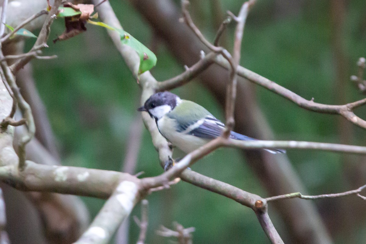 Japanese Tit - ML608630021