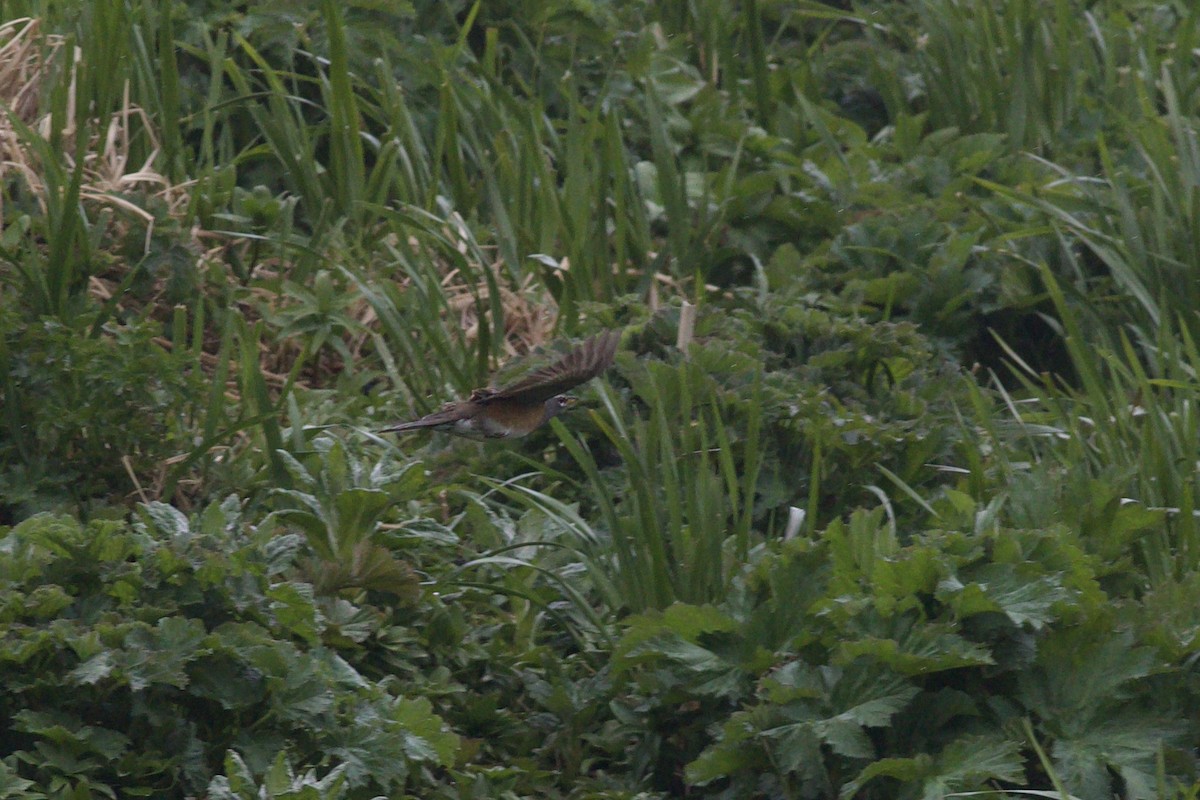 Eyebrowed Thrush - Nathan Dubrow