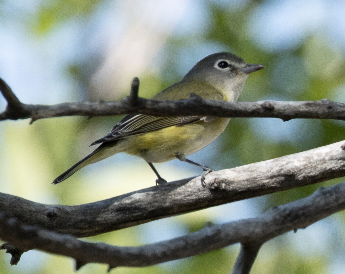 Vireo de Cassin - ML608630135