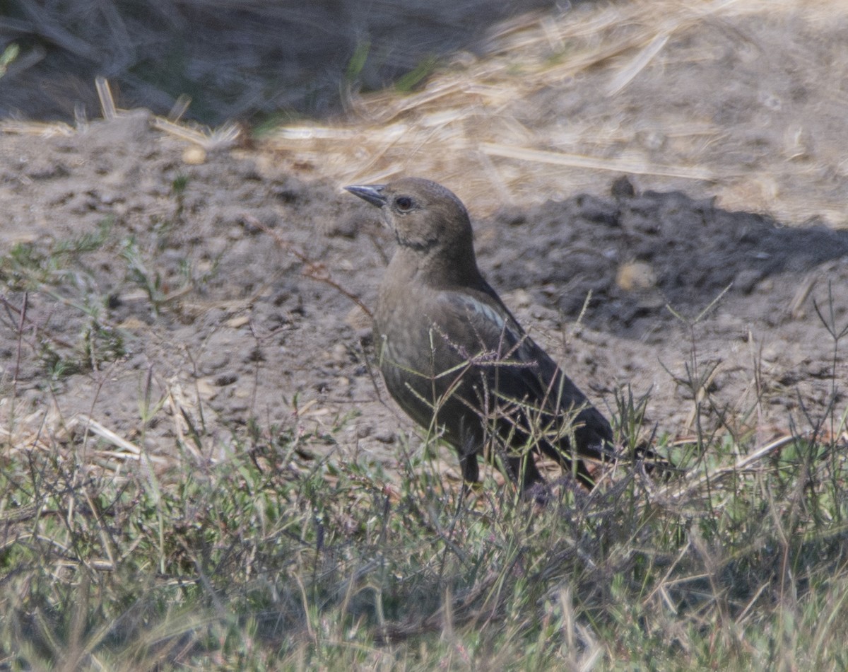 Brown-headed Cowbird - Steve Hovey