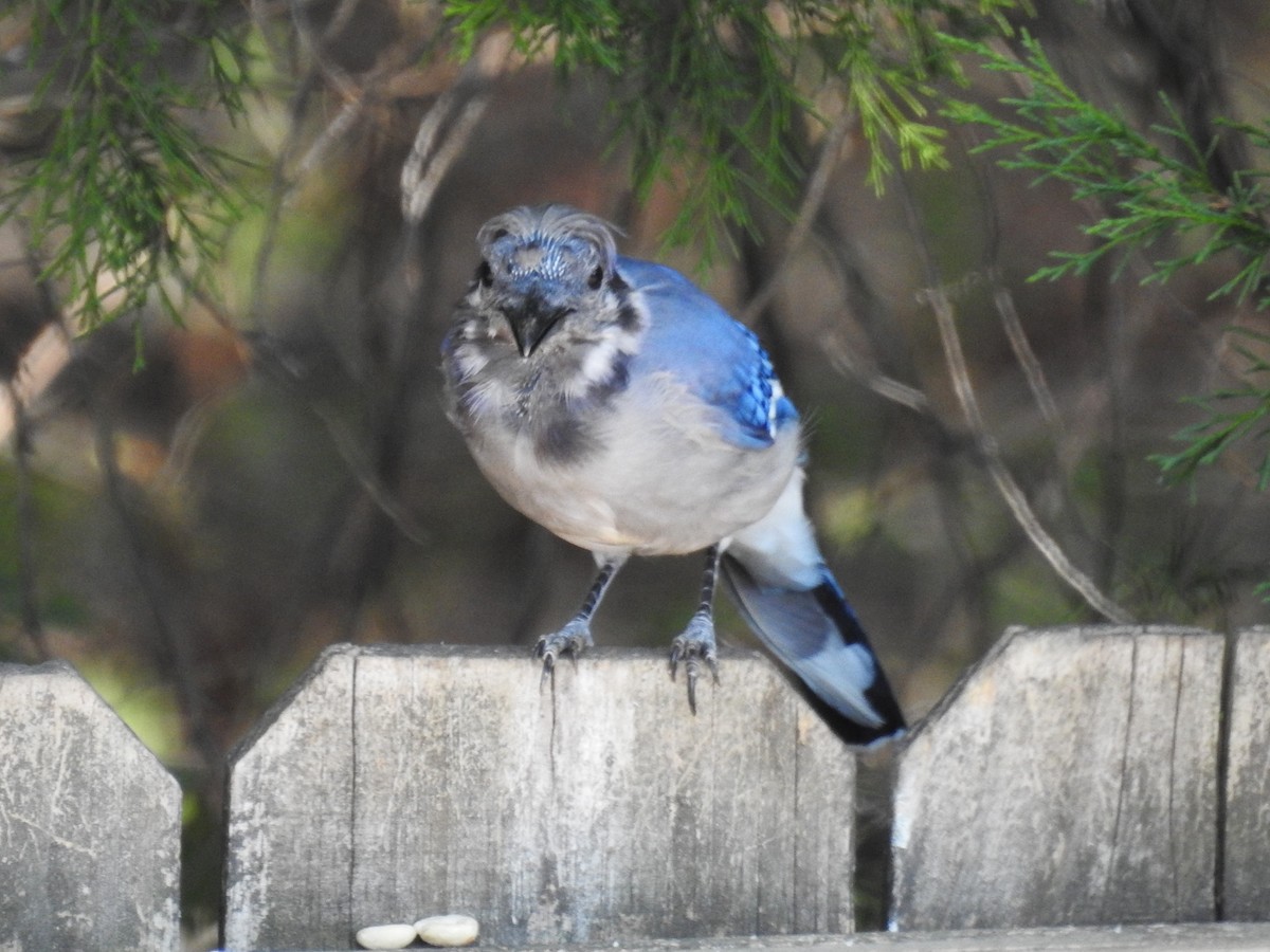 Blue Jay - ML608630187