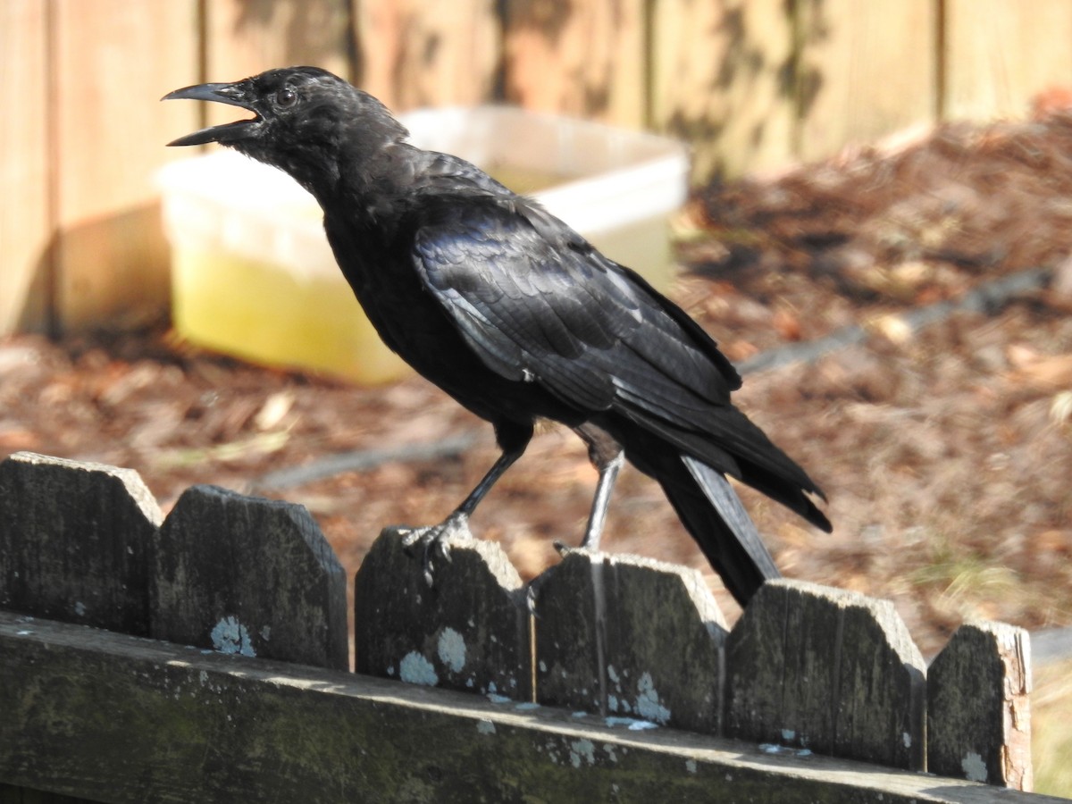 American Crow - ML608630194