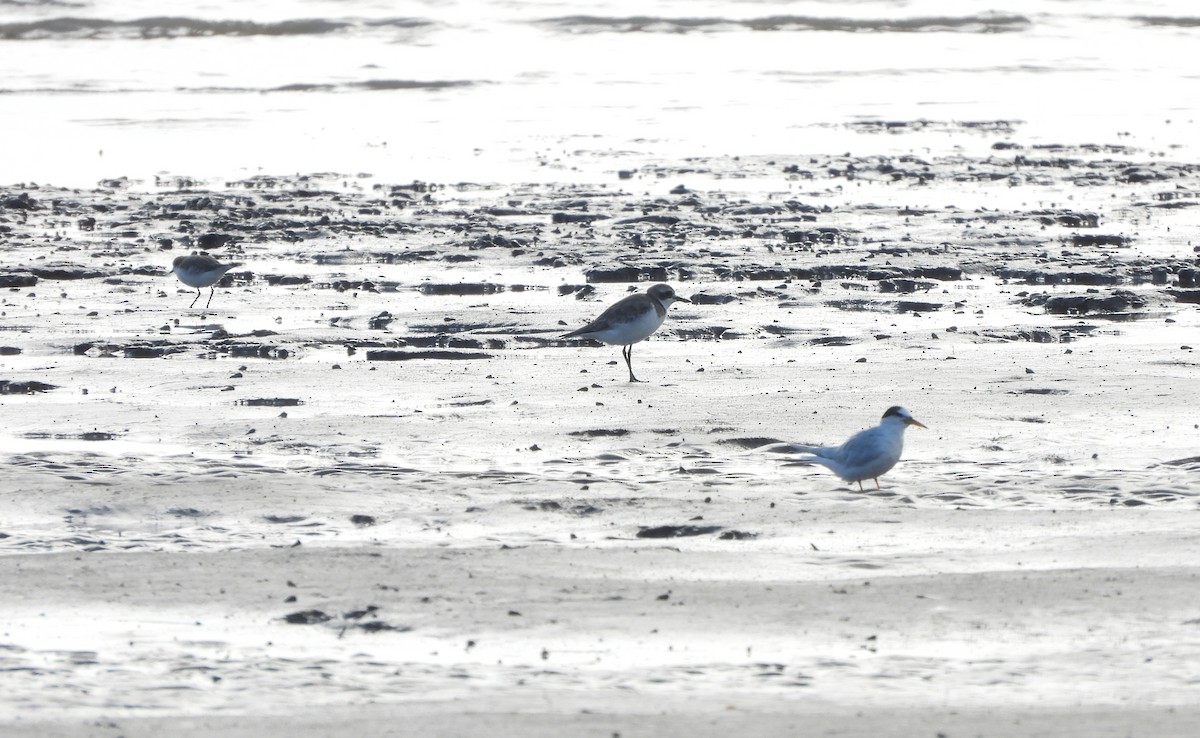 Little Tern - ML608630261