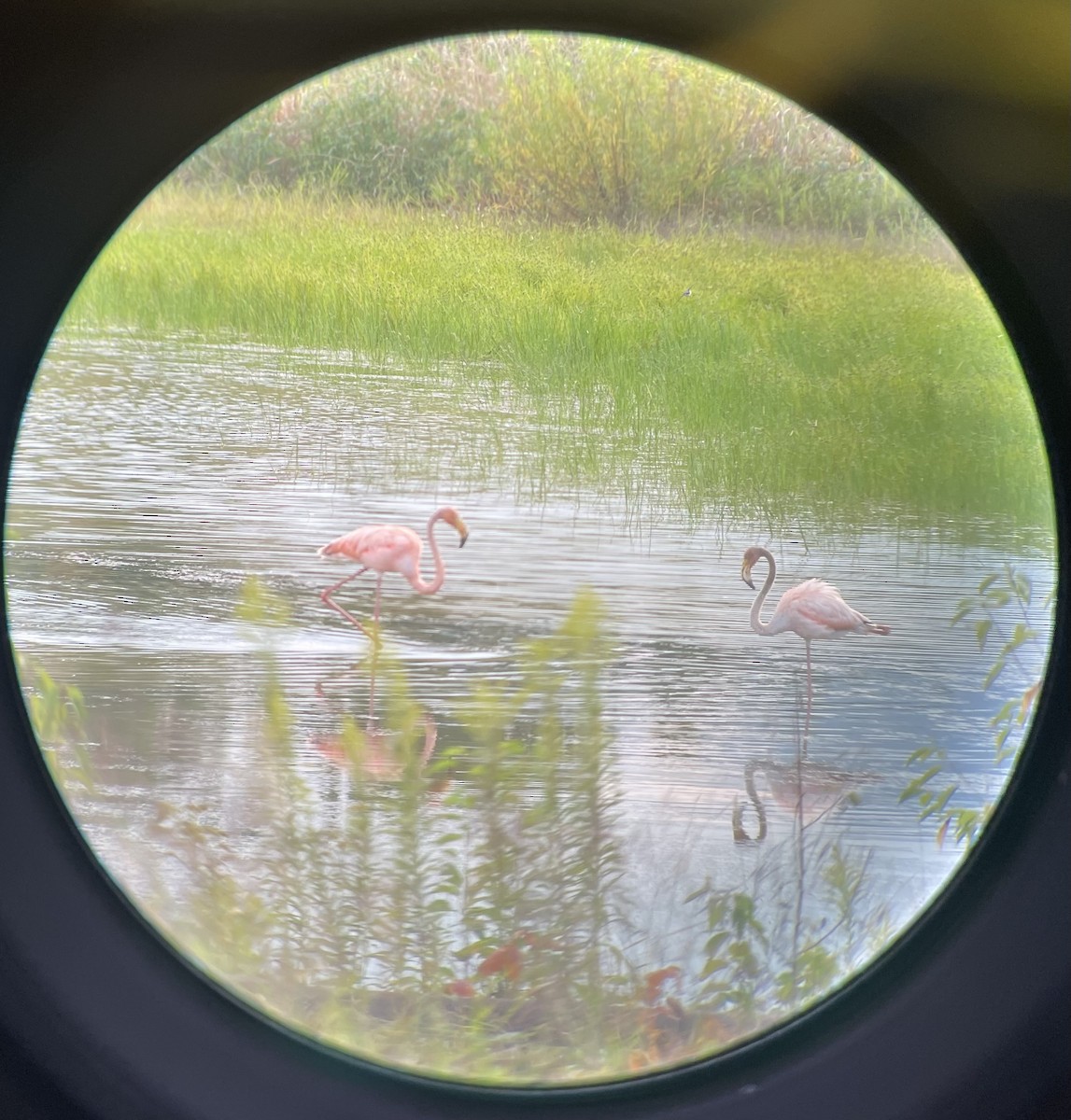 American Flamingo - ML608630271