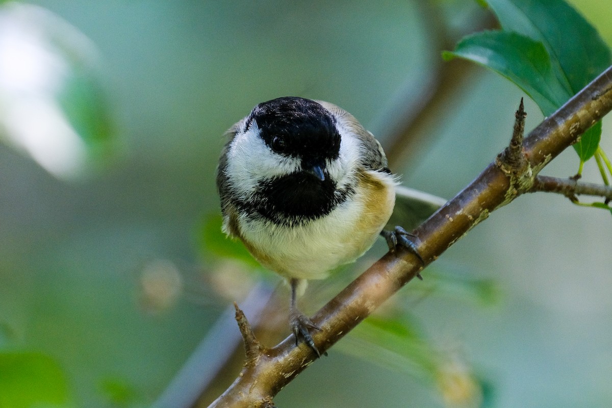 Black-capped Chickadee - James Smithers
