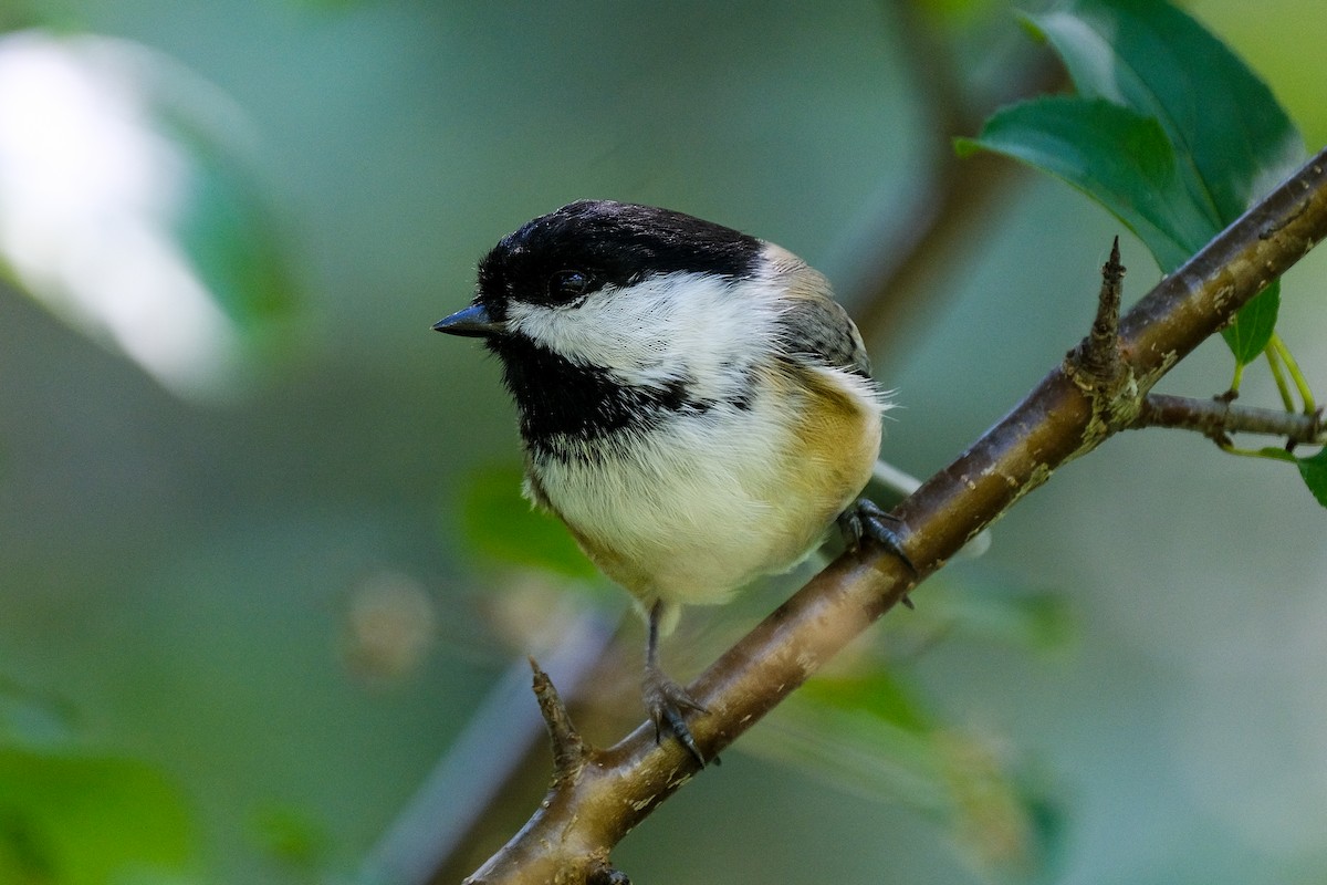 Black-capped Chickadee - James Smithers