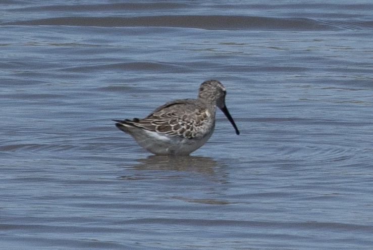 Stilt Sandpiper - Susan  Downey