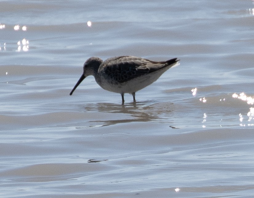 Stilt Sandpiper - Susan  Downey