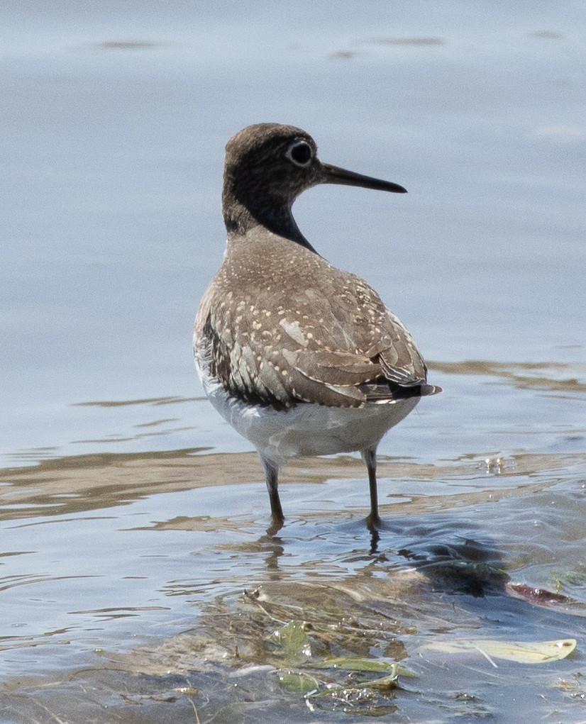 Solitary Sandpiper - Susan  Downey