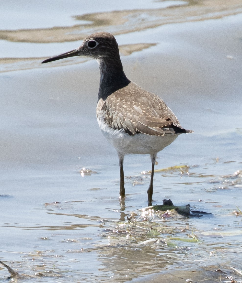 Solitary Sandpiper - Susan  Downey