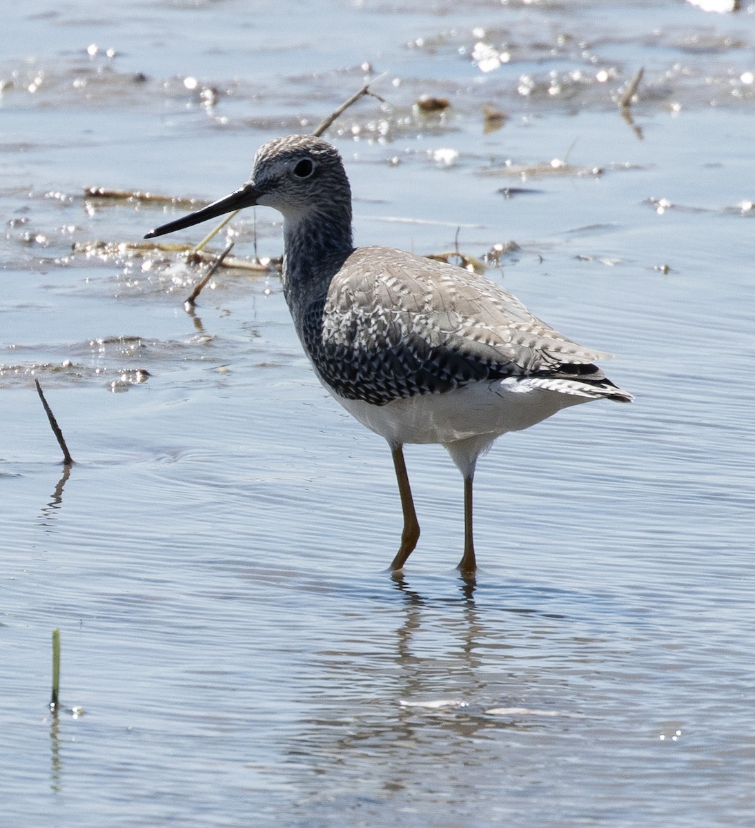 Greater Yellowlegs - ML608630482