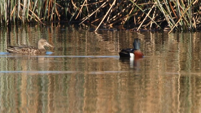 Australasian Shoveler - ML608630490