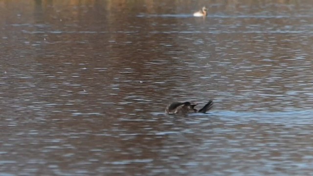 Musk Duck - ML608630524