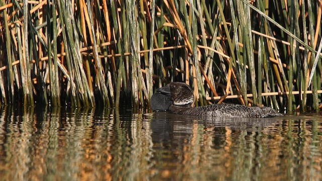 Musk Duck - ML608630551