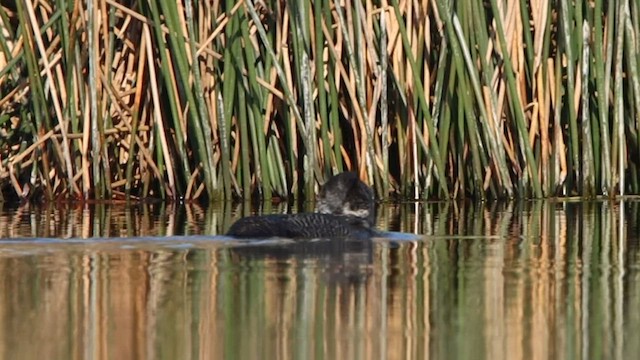 Musk Duck - ML608630581