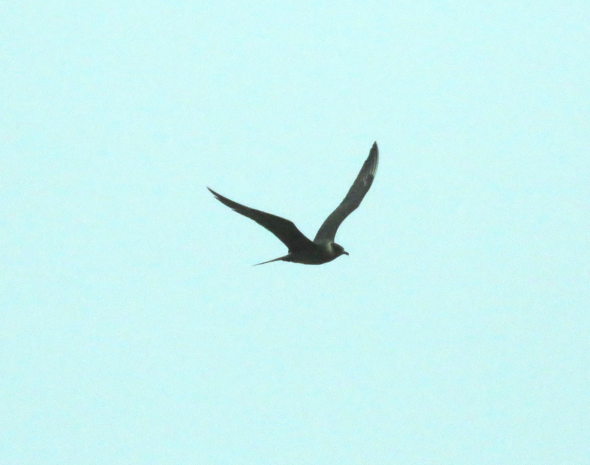 Parasitic Jaeger - Bryant Olsen