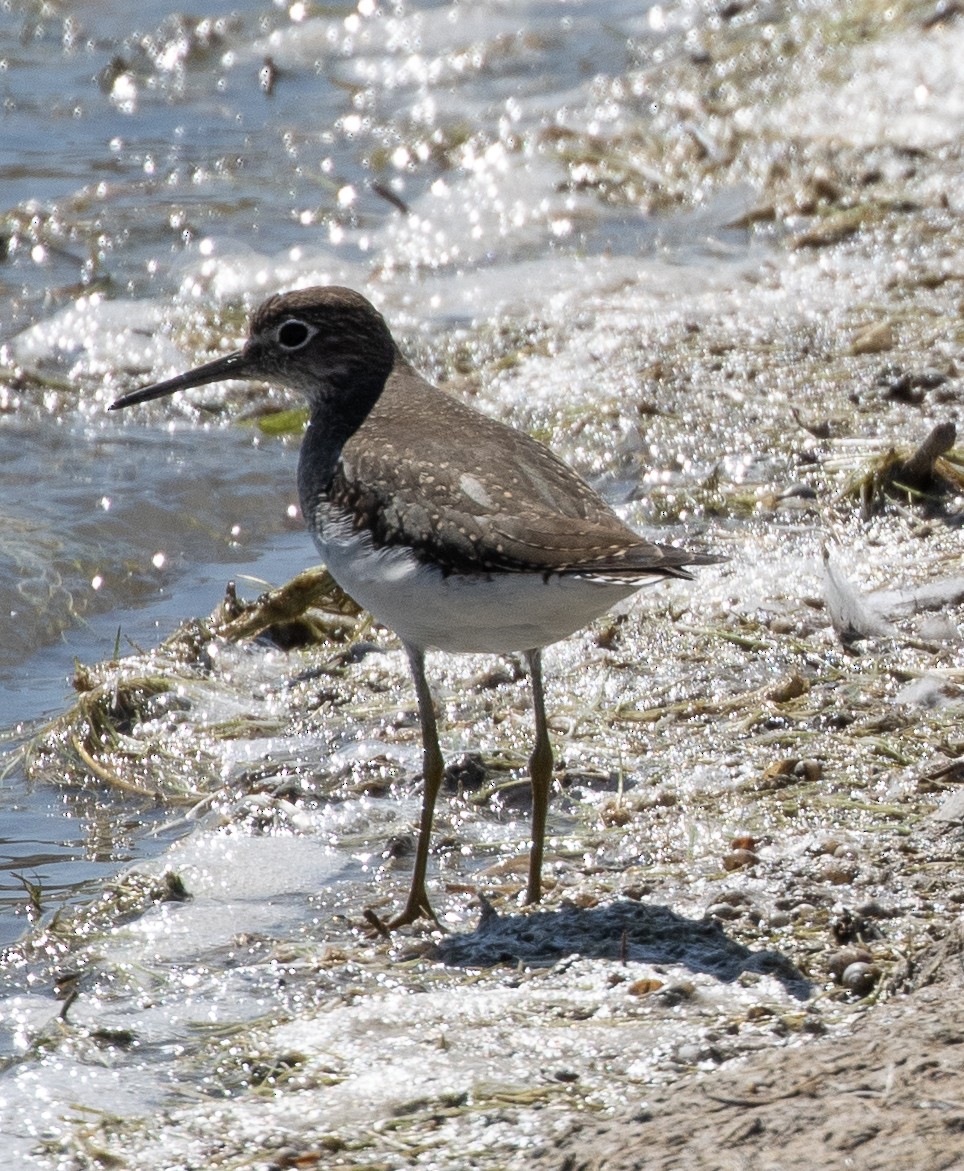 Solitary Sandpiper - Susan  Downey