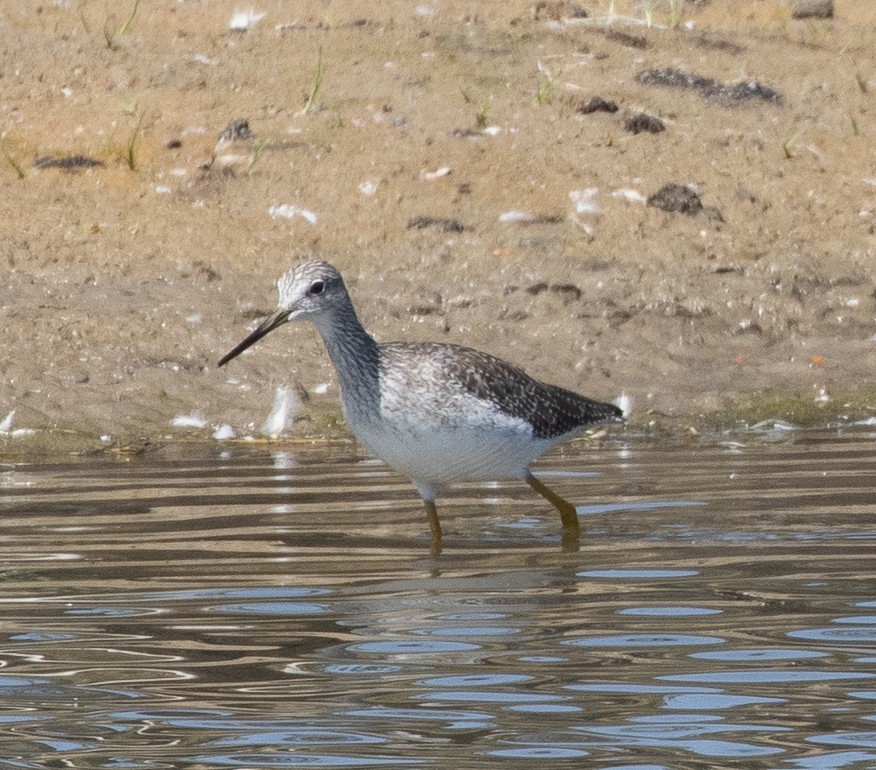 Greater Yellowlegs - Susan  Downey