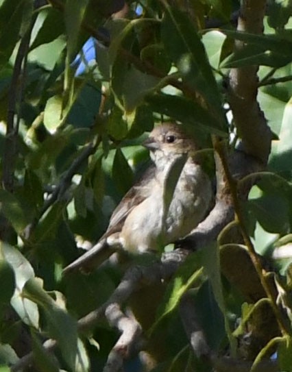 Indigo Bunting - ML608630711