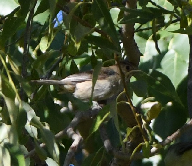 Indigo Bunting - ML608630717