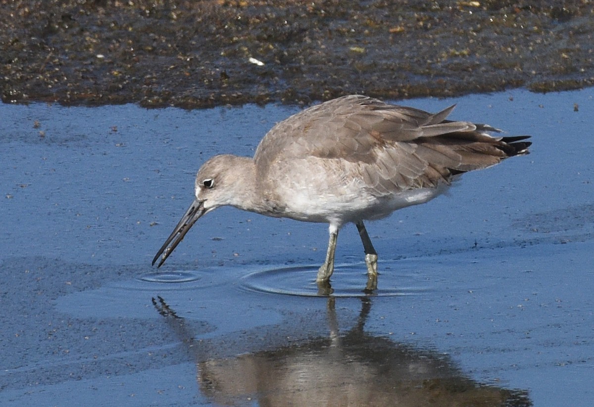 Willet - ML608630731