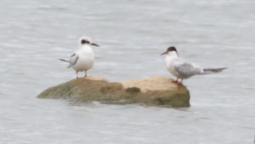 Common Tern - ML608630744