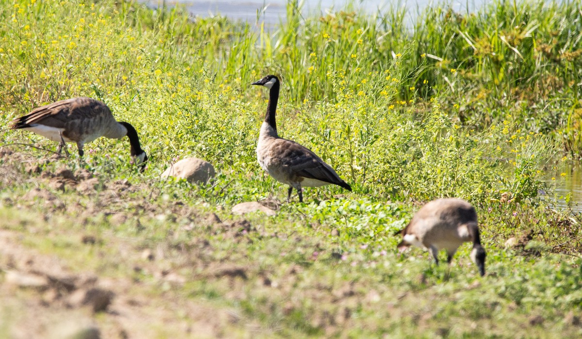 Canada Goose - Timothy Aarons