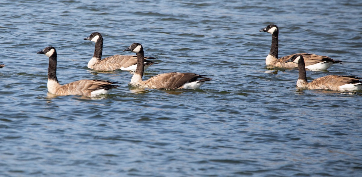 Canada Goose - Timothy Aarons