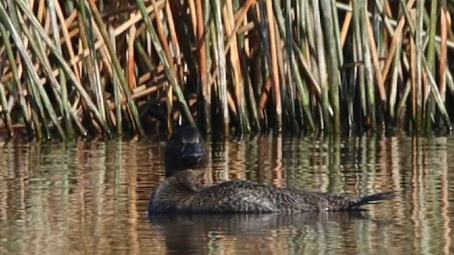 Musk Duck - ML608630770