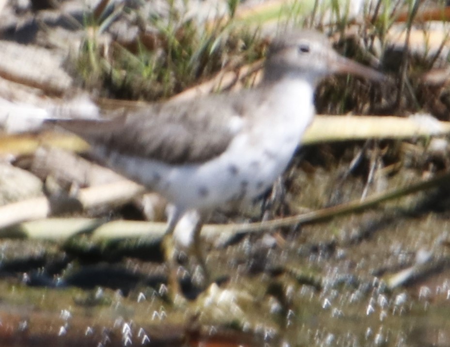 Spotted Sandpiper - Barry Spolter