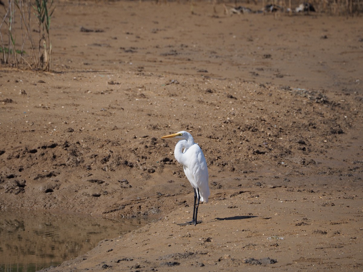 Great Egret - ML608630830