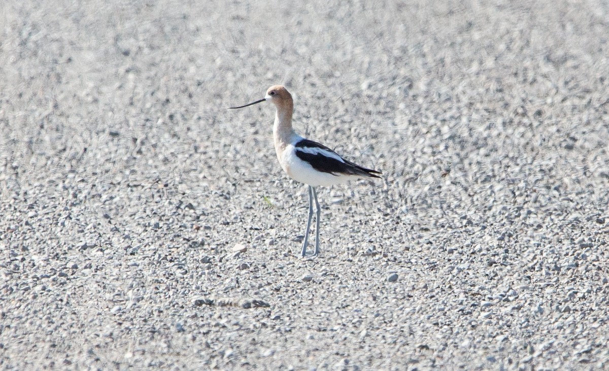 Avoceta Americana - ML608630841