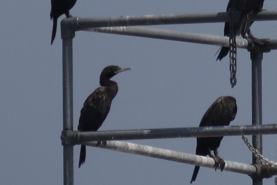 Neotropic Cormorant - ML608630845