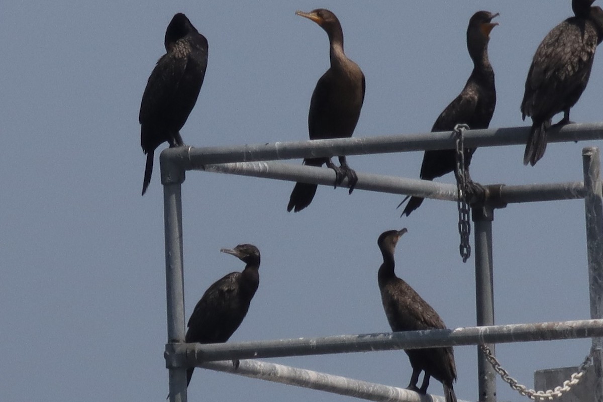 Neotropic Cormorant - ML608630852