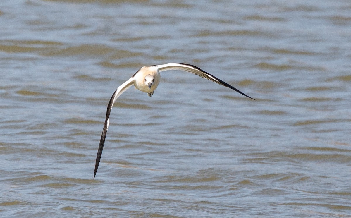 Avoceta Americana - ML608630884