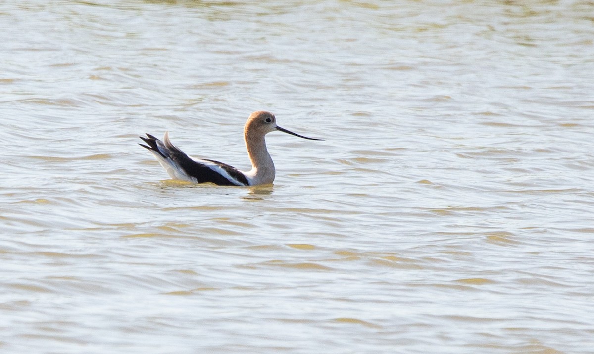 Avoceta Americana - ML608630889