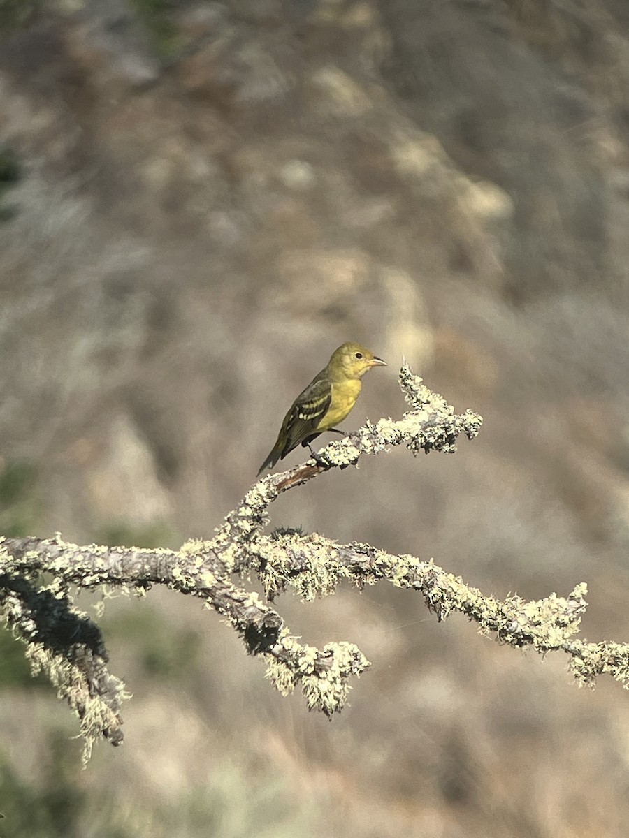Western Tanager - ML608630968