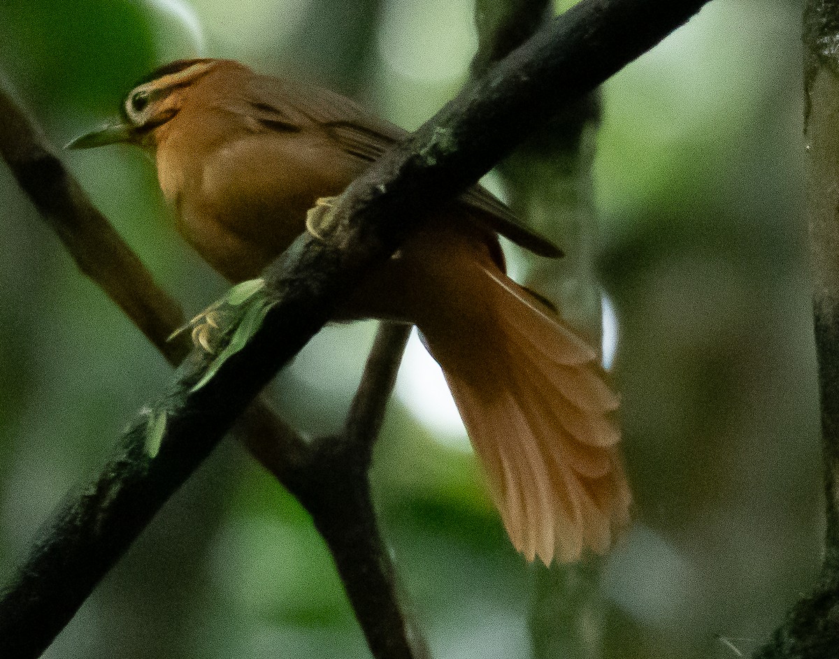 Black-capped Foliage-gleaner - ML608631098