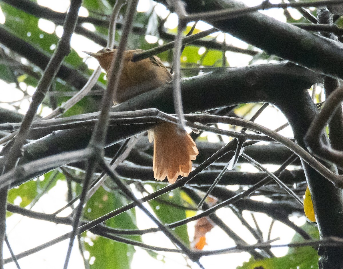 Black-capped Foliage-gleaner - ML608631099