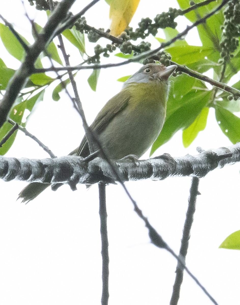 Kızıl Kaşlı Koca Vireo - ML608631104