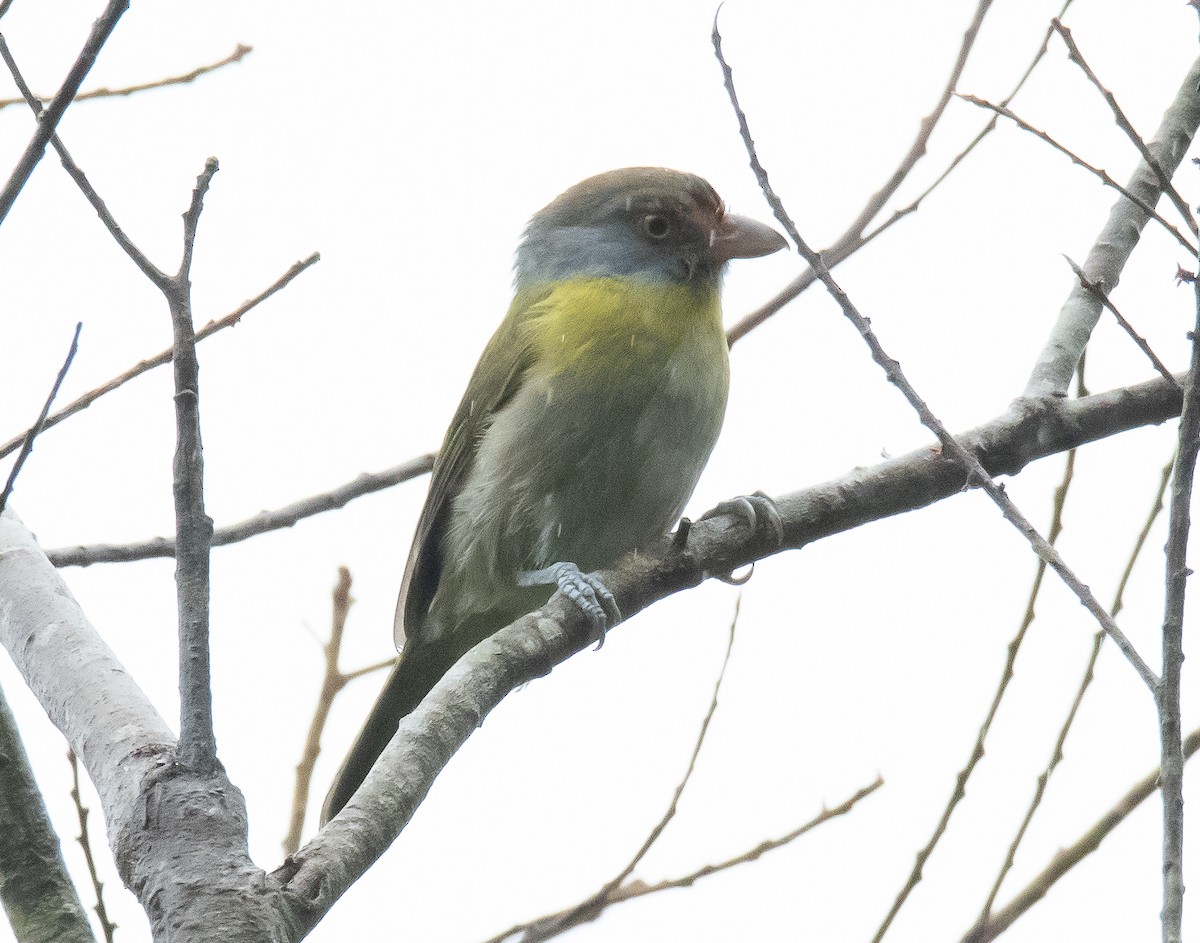 Rufous-browed Peppershrike - ML608631126