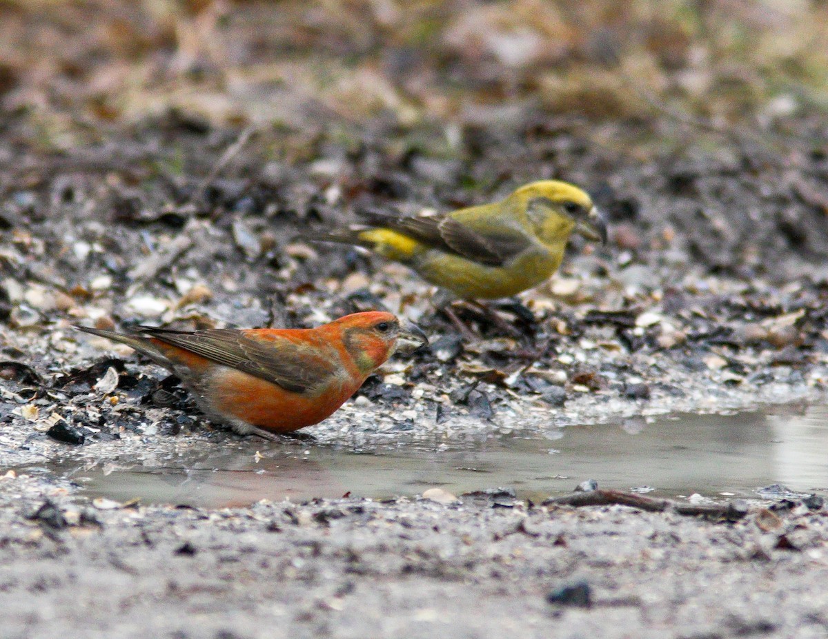 Parrot Crossbill - ML608631164